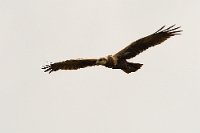 Circus aeruginosus (Falco di palude femmina adulta)
